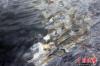 墨西哥湾石油泄漏