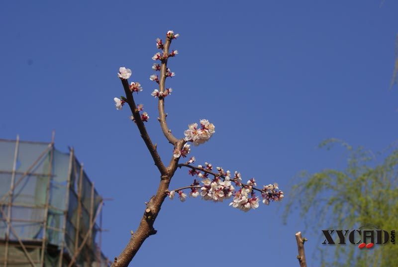 DSC03580.jpg