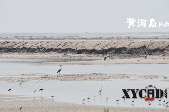 黄河岛上鸟儿10.jpg